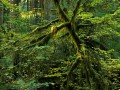 light, old-growth, forest, old-growth forest, Carbon River, Mount Rainier National Park, overcast, forest interior