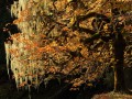 Skykomish, maple, lichens, Skykomish River, Olympic National Park, Olympic, maple tree, autumn