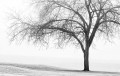 winter, tree, winter tree, fog, golf course, grace
