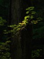 vine maple, maple, old-growth, forest, old-growth forest, Carbon River, Mt. Rainier National Forest, Rainier, autumn