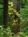 old-growth, forest, old-growth forest, Carbon River, Mt. Rainier National Park, Rainier, autumn, yellow, Mount Rainier