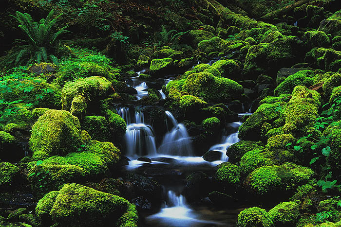 Little Mossy Stream 2 Sol Duc Falls Trail Olympic National Park