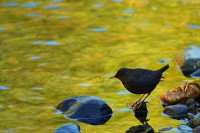 American Dipper and Autumn's Reflection