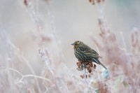 Female red-winged blackbird amid pastels