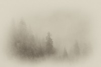 Sepia Forest in Fog