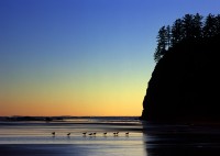 Gulls and Crying-Lady Rock at Sunset