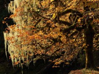 Skykomish Maple with Lichens