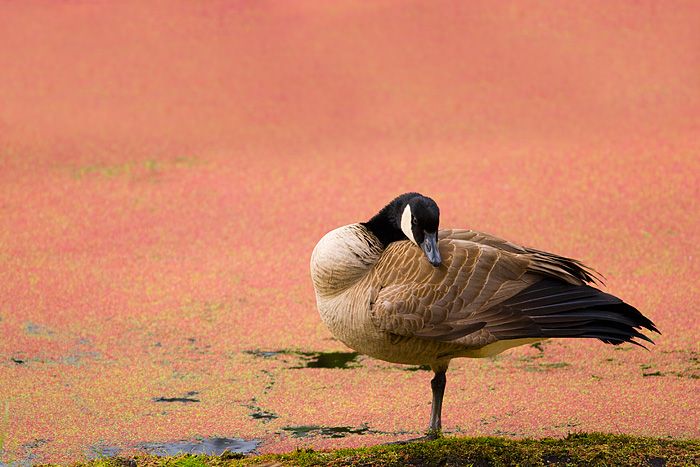A Canada Goose preens against a backdrop of duckweed that has turned red at the onset of cold weather.&nbsp;
