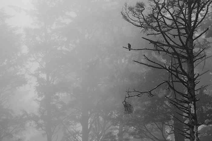 A crow waits on a branch of fog-shrouded trees of Olympic National Park. &nbsp;This is a good illustration of how I like to do...