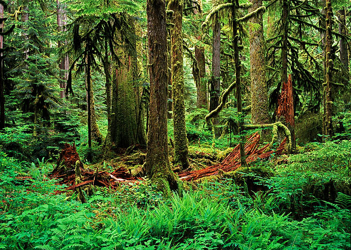 Old-growth forests are characterized, in part, by dead trees that remain standing as snags or that fall to the ground as logs...