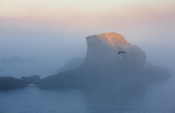 The morning sun lights up an off-shore rock that is home to this gull, his friends and relatives, and several other species of...