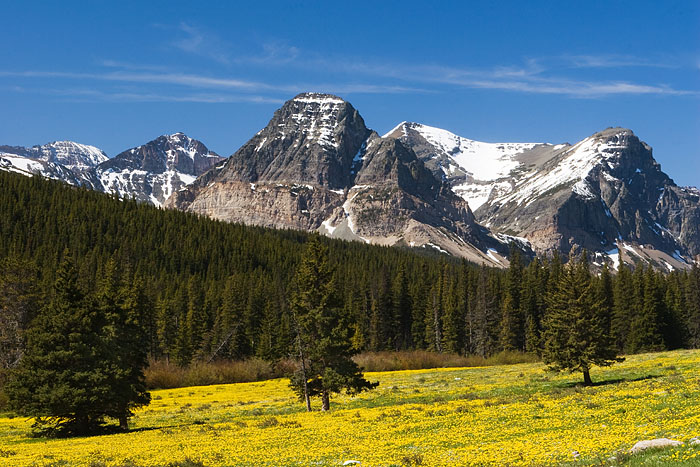 A carpet of yellow flowers provides a colorful foreground for the peaks of Glacier National Park.