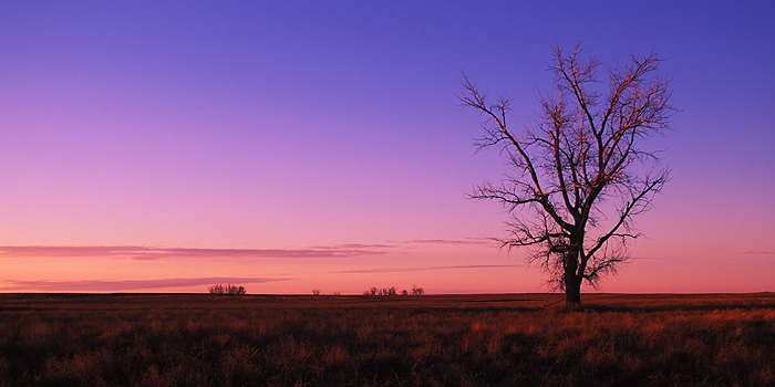 A solitary tree captures the last light of sunset in the fields of eastern Montana. &nbsp;In my mind, the trees that are barely...