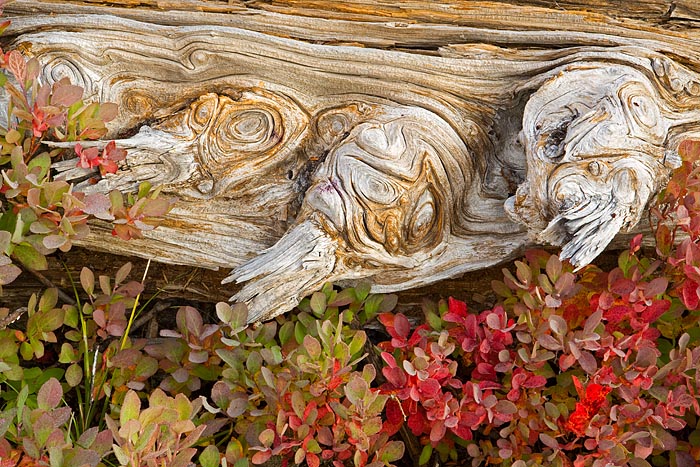 An old log provides shelter for young huckleberry shrubs showing their autumn colors in the Snow Lake Basin of Mount Rainier...