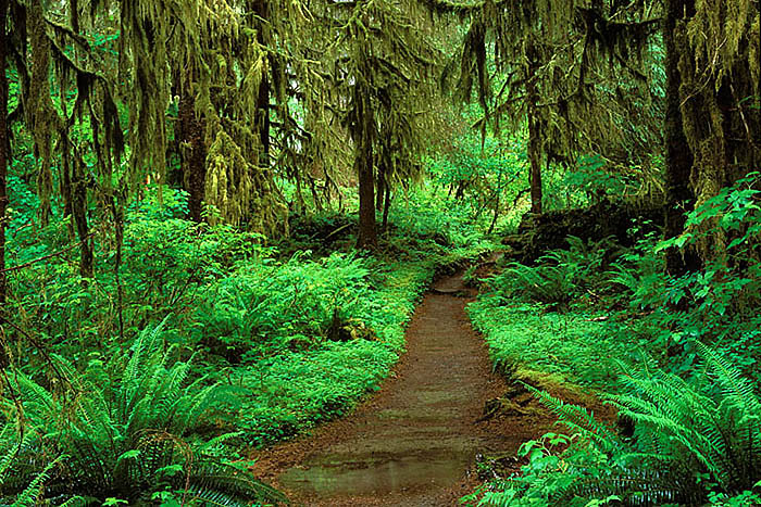 A maintained trail through the Hoh Rainforest allows visitors to experience the &quot;beautiful mess&quot; that is an old-growth...