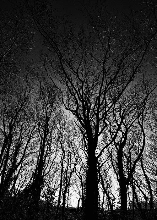 A wide-angle lens and low perspective provides a dramatic and perhaps spooky appearance of silhouettes of winter trees near Rialto...