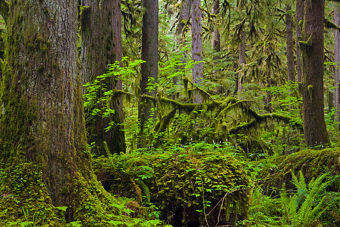 Downed logs are important components of old-growth forests. &nbsp;They provide a foothold for a variety of small plants, serve...