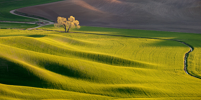 The setting sun provides a nice backlight to the tree and smooth shadows on the rolling hills in the Palouse fields of eastern...