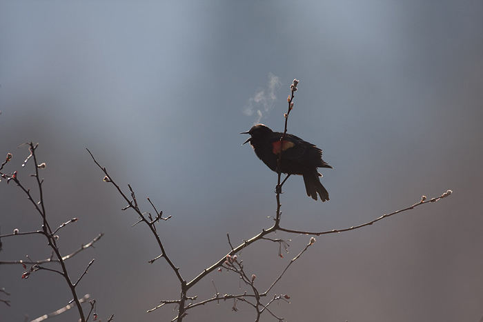 A male red-winged blackbird is singing on a cold, early spring morning. &nbsp;As it sings, its warm breath hits the cold air...