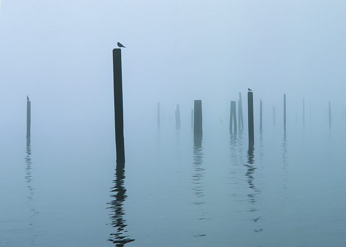 These pilings in Hood Canal are all that remain of a former dock. &nbsp;I was captivated by the arrangement of the poles in the...