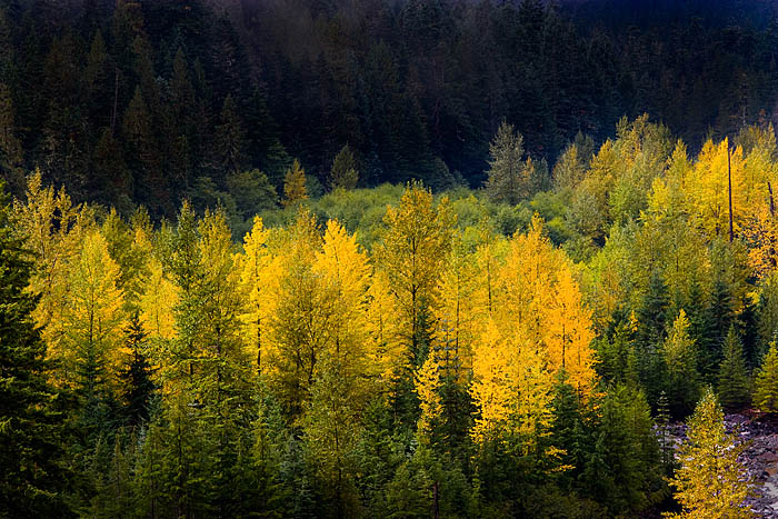 Sunrise illuminates the deciduous trees in the valley bottom of the Nisqually River as it begins its watery descent to Puget...