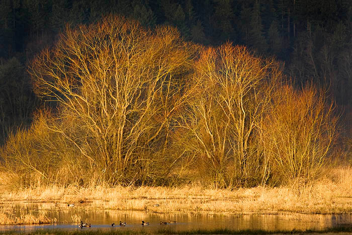 Willows turn a beautiful gold color in the spring just before the leaves appear.  When sunrise illuminates them against a dark...
