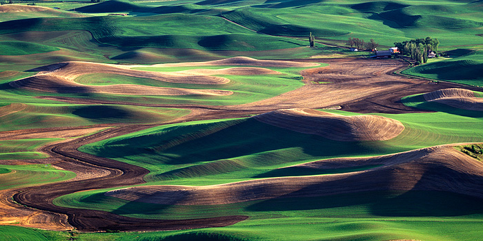 The rolling hills of the Palouse in eastern Washington cast long shadows near sunset, creating a soft and beautiful texture of...