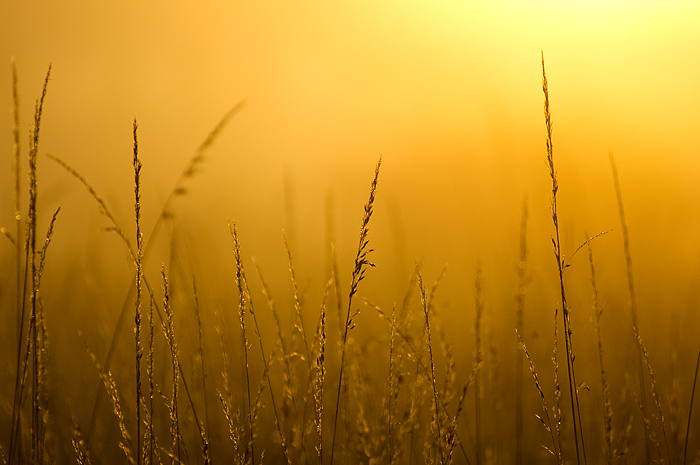 Sunrise casts a gold glow to the grasses in a field on the Scatter Creek Wildlife Area in western Washington.&nbsp;