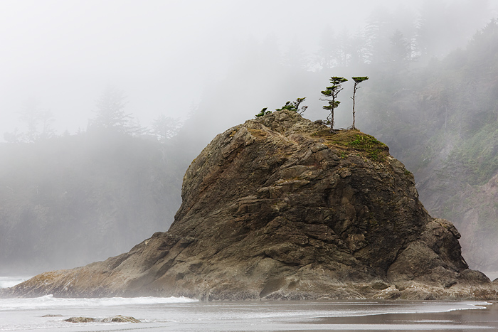 This very large intertidal rock at Second Beach has a couple of trees that are bonsai in shape if not in size. &nbsp;The fog...