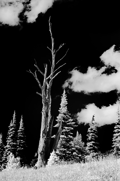 Black &amp; white infrared can produce an artistic expression of sky, clouds, and trees, as I tried to do here with this snag...