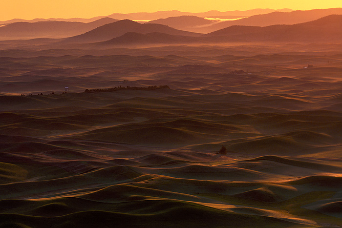 Sunrise casts a beautiful golden glow across the rolling hills of the Palouse in eastern Washington, as seen from Steptoe Butte...