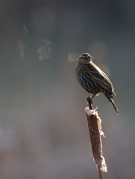 A female red-winged blackbird is calling on an early spring morning, and each warm breath condenses in the cold air. &nbsp;Sound...