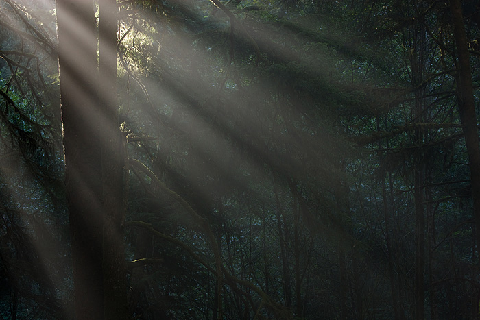 Sunrise sends rays of light into the dark forest along the Oregon Coast Highway. &nbsp;