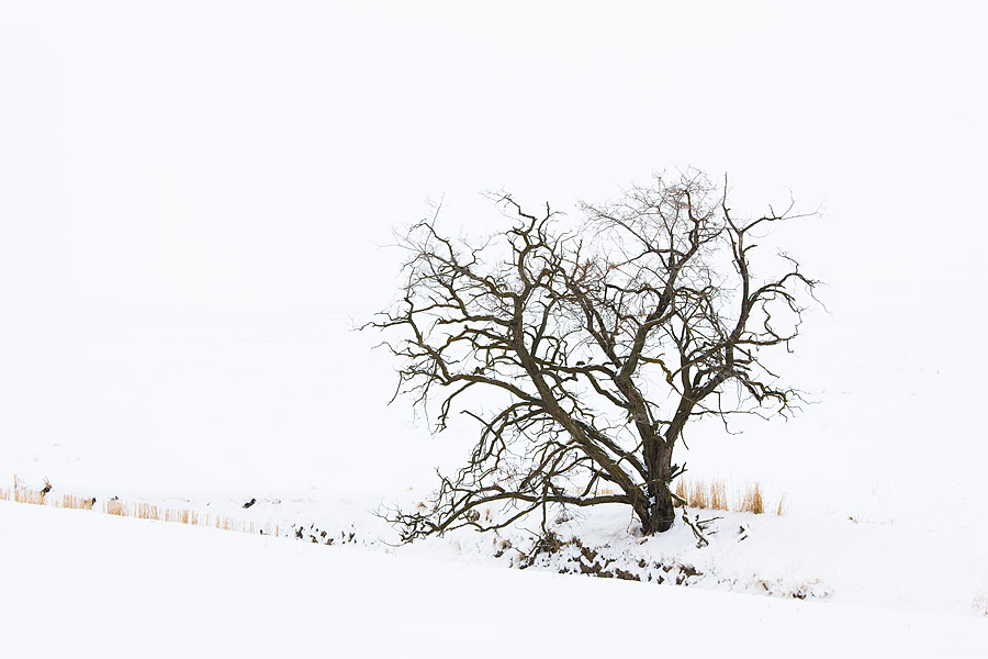A skeleton of a winter tree and a few remnant wheat stalks lie beside a small drainage ditch covered with snow in the dead of...