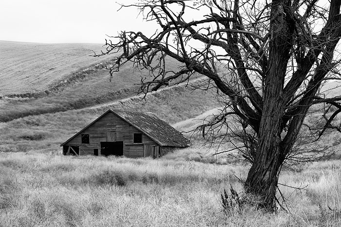 &nbsp;A locust tree and old barn mark a former homestead in the rolling hills of Walla Walla County in this black-and-white rendition...