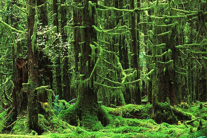 Green moss has taken over all of the downed logs, tree trunks, and bare branches of this dense forest just outside of the Olympic...
