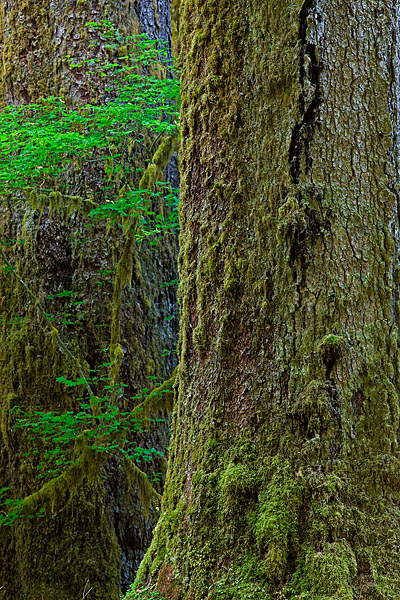 Two large hemlock trees seem to be squeezing a small upstart in an old-growth forest near Mount Rainier.&nbsp;