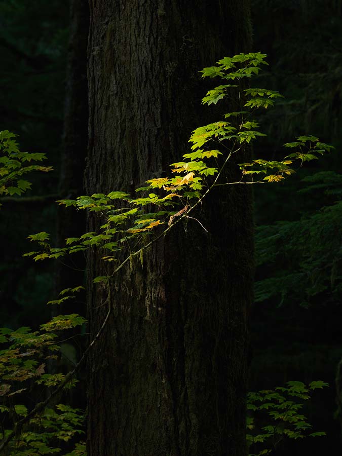A vine maple of autumn catches a sliver of light that slips through the canopy of an old-growth forest, while the tree behind...