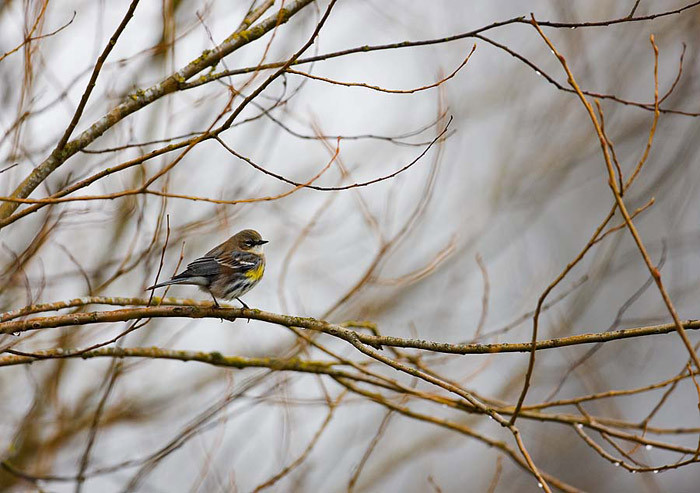 A yellow-rumped warbler is perfectly at home amid the thick branches of trees and shrubs. &nbsp;They can be difficult to photograph...