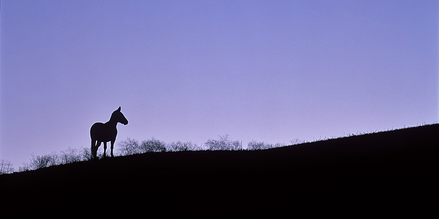 A lone horse is on alert.... at something, as the sun sets below the horizon.&nbsp;